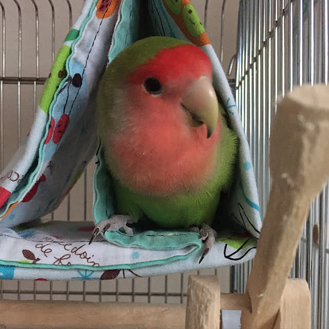 toratanさんの実例写真