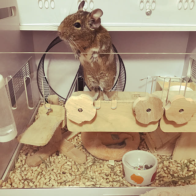 meshiさんの実例写真