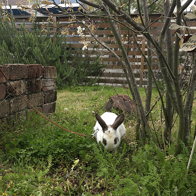 churasanさんの実例写真