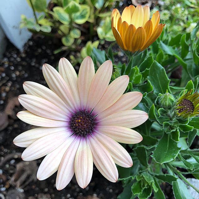 nakabaさんの実例写真