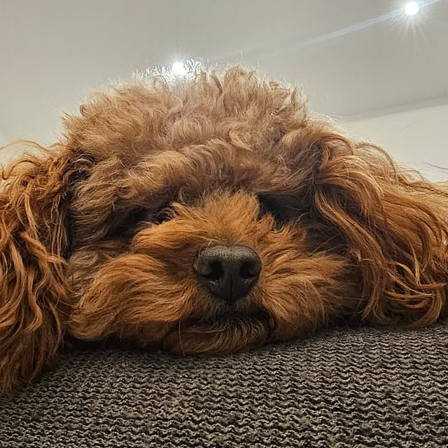 リビング/愛犬と暮らす/間接照明好き/モダンインテリアのインテリア実例 - 2023-12-26 22:35:52