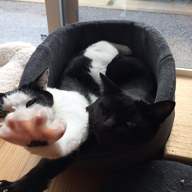 aruさんの実例写真