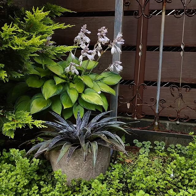 figaroさんの部屋