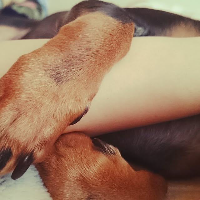 SHINOさんの実例写真