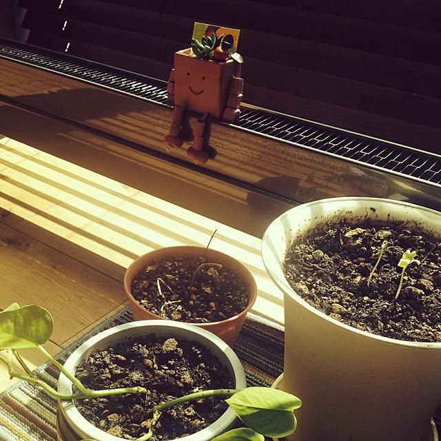 部屋全体/観葉植物のインテリア実例 - 2016-03-27 20:50:29