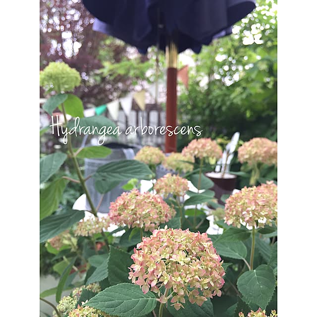 cherryさんの実例写真