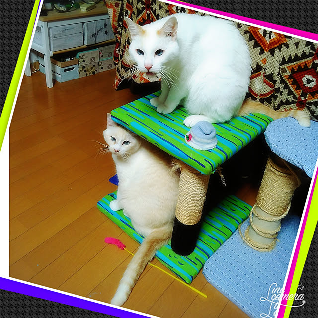 posauruさんの実例写真