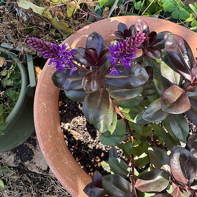 mamizaさんの部屋