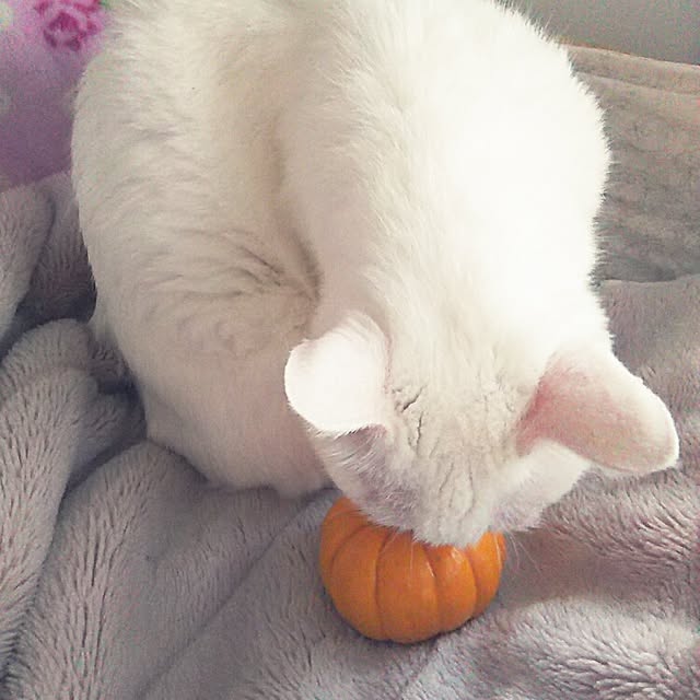 sakuraさんの実例写真