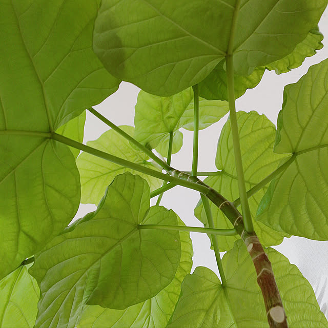 y---iさんの実例写真