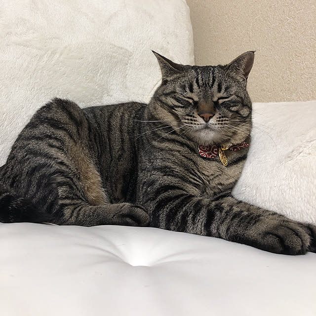 earthさんの実例写真