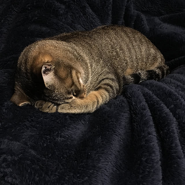 mikomaruさんの実例写真