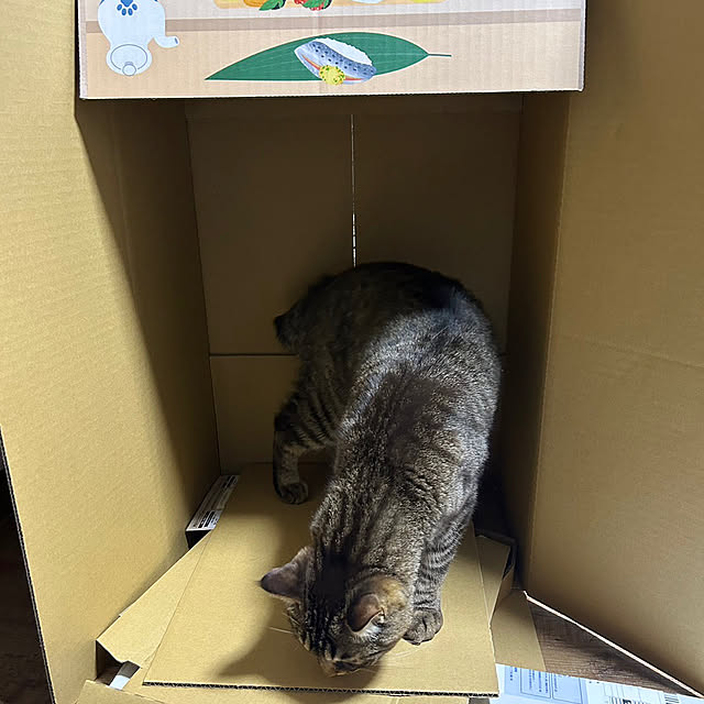 mushroompig3さんの部屋
