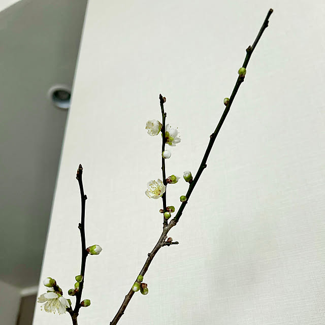 waraさんの部屋