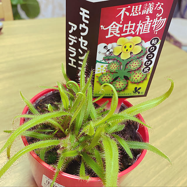 yumiさんの実例写真