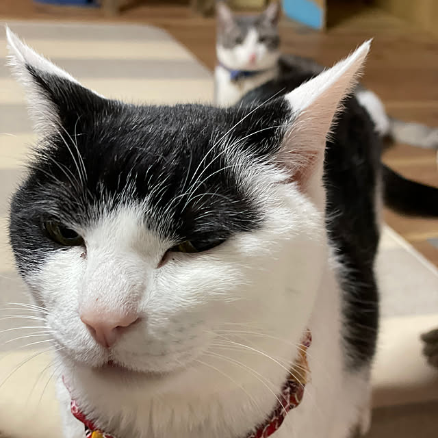 nekosamaさんの部屋