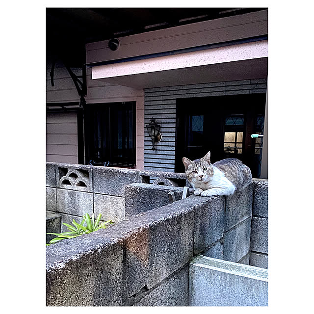 ajisaiさんの実例写真