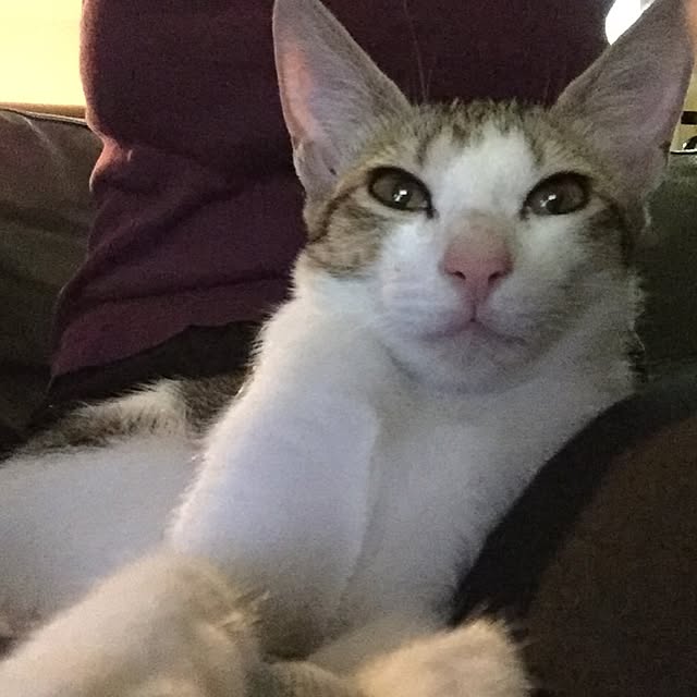 eucharisさんの実例写真