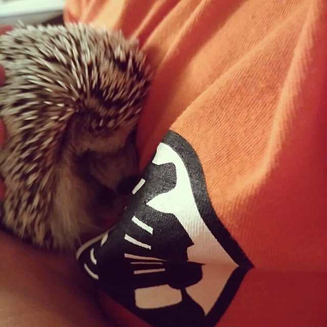 kuruさんの実例写真