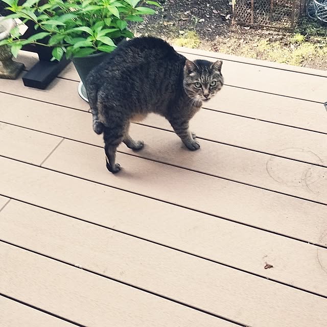 玄関/入り口/地域猫/にゃーちゃんのインテリア実例 - 2025-05-29 09:01:01