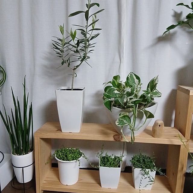 masako921さんの実例写真