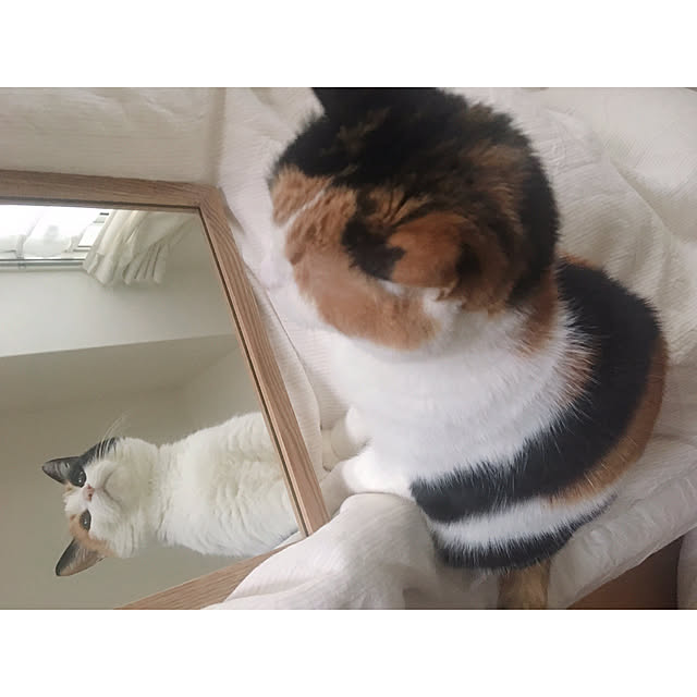 warashibeさんの実例写真