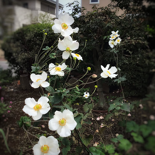 秋明菊/暮らしを楽しむ/見ていただいてありがとうございます♡/庭/庭の花...などのインテリア実例 - 2020-10-23 22:38:01