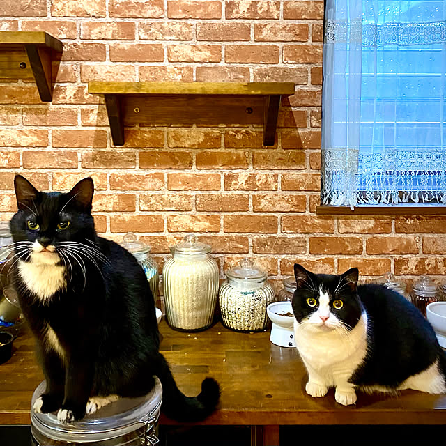 butachanさんの実例写真