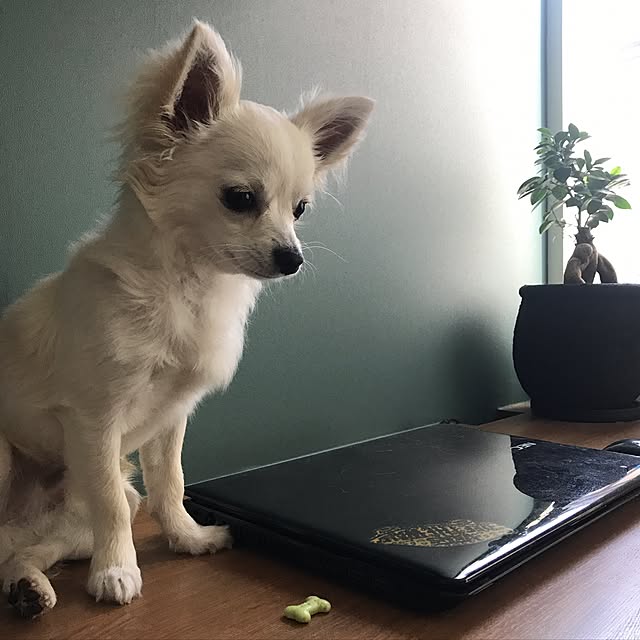 nkamtさんの実例写真