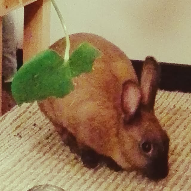 maikoさんの実例写真