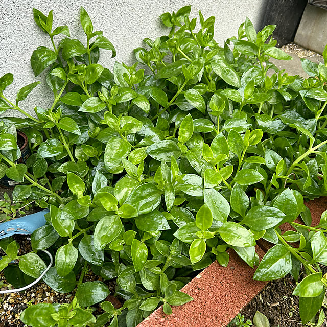 Fumiさんの部屋