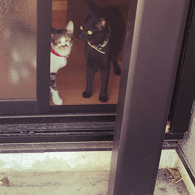 jijiさんの実例写真