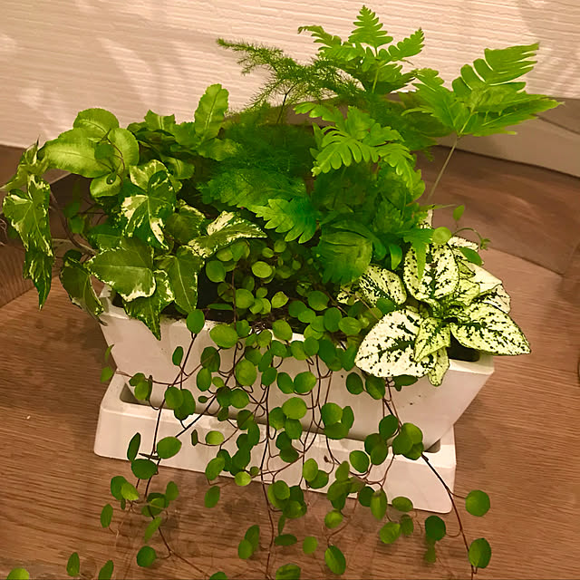 miiis.greenさんの実例写真