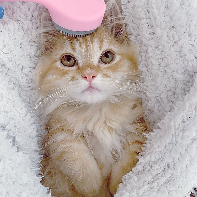 HULAさんの実例写真
