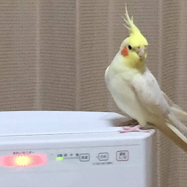 toratanさんの実例写真