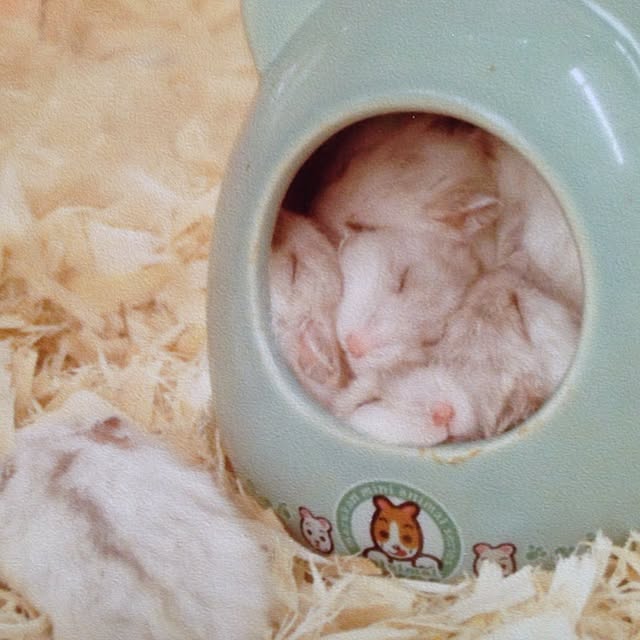 mikarinさんの実例写真