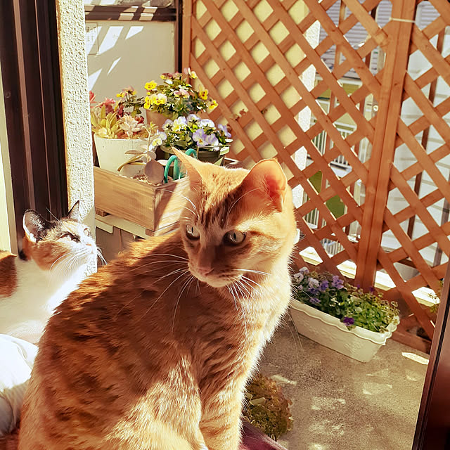 chisaviさんの実例写真