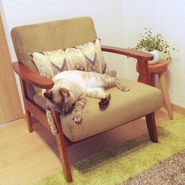 miniさんの実例写真