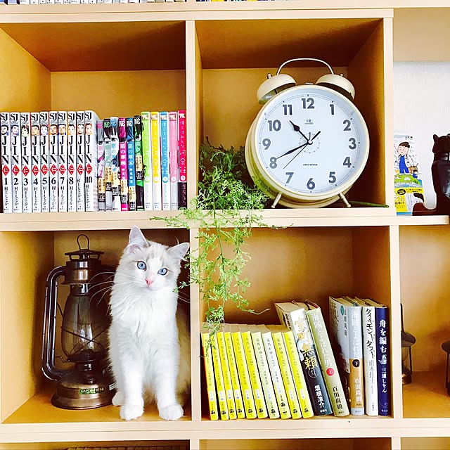 Chekaさんの実例写真