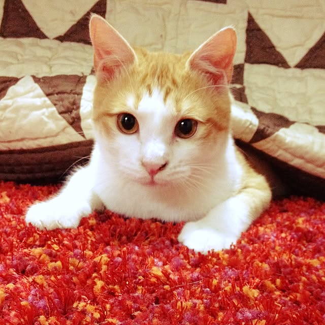 yoshinari_tokuteruさんの実例写真