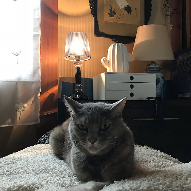 nyanko-beamさんの実例写真