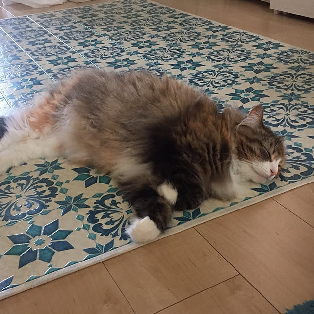 Kiriさんの実例写真
