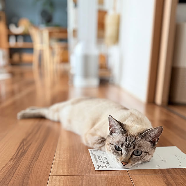 amさんの実例写真