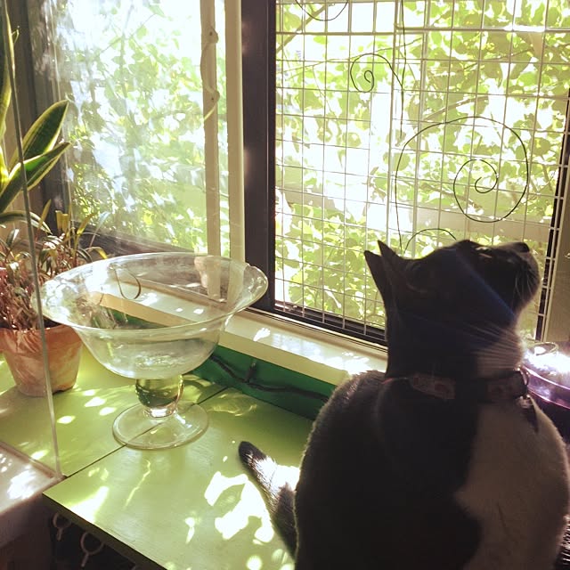 kimishigureさんの実例写真