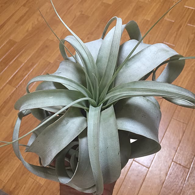 Kentaroさんの実例写真