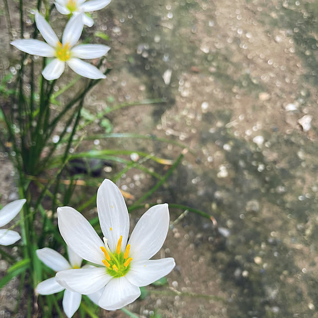 chouryuさんの実例写真