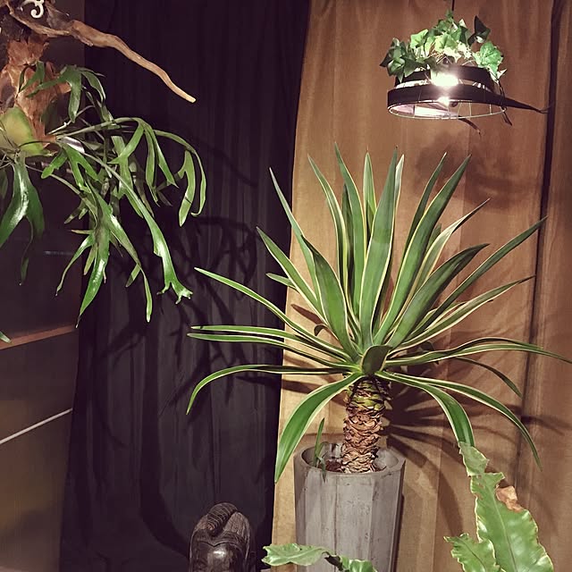 Kiminobuさんの実例写真