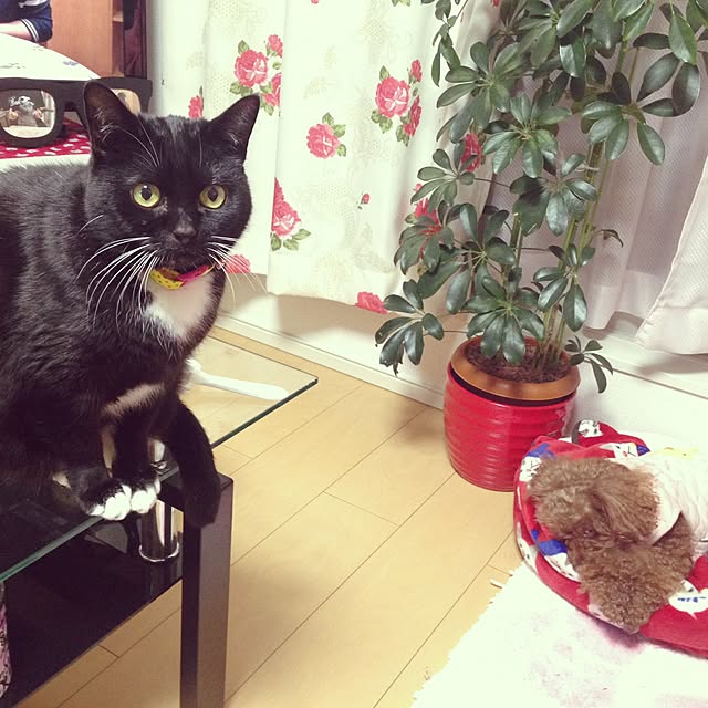 Hecacoさんの実例写真