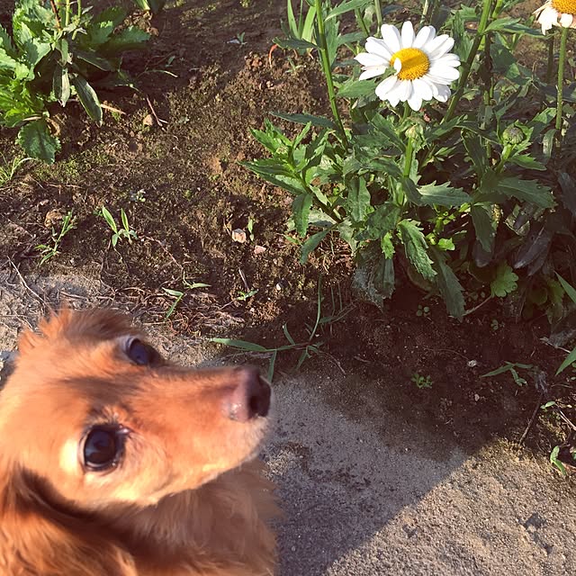 sakuさんの実例写真