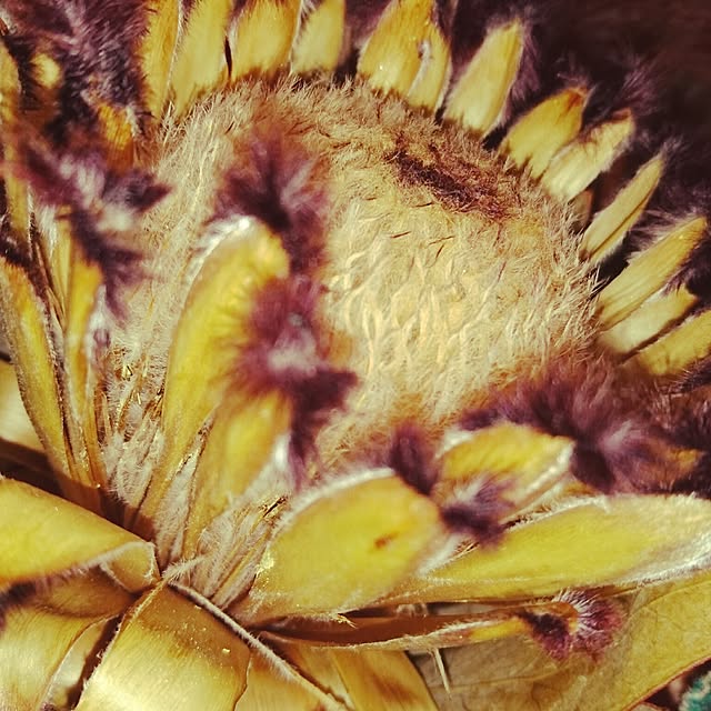 cocosorasakuさんの実例写真